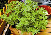驅(qū)蚊草孕婦可以聞嗎？驅(qū)蚊草對(duì)孕婦有害嗎？