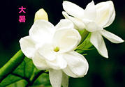 大暑是入伏嗎？大暑是最熱的時(shí)候嗎？