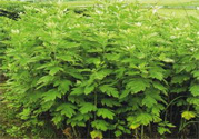 夏天可以用艾草驅(qū)蚊嗎？夏天可不可以用艾草驅(qū)蚊？