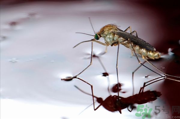 蚊子叮的癢怎么辦？蚊子叮的大包怎么辦？