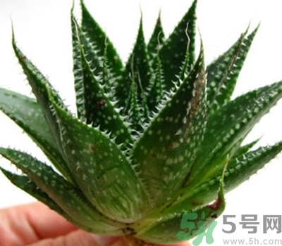 蘆薈膠會(huì)堵塞毛孔嗎？蘆薈膠應(yīng)該怎么用？