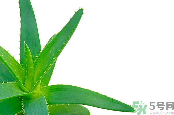 蘆薈能去斑嗎？蘆薈膠會使皮膚變黑嗎？