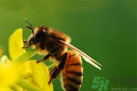 被蜜蜂蟄了怎么辦？被蜜蜂蟄了如何處理？