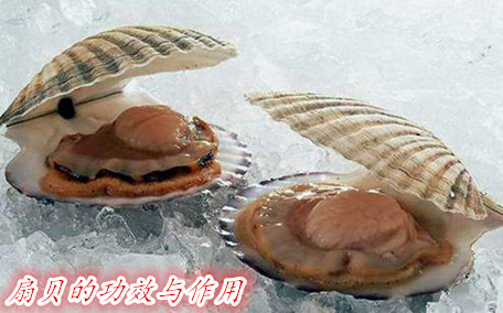 扇貝不能和什么一起吃呢 扇貝肉里面的黑東西能吃嗎