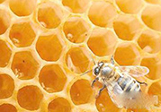 蜂膠什么時(shí)候吃最好？蜂膠吃多久才有效？
