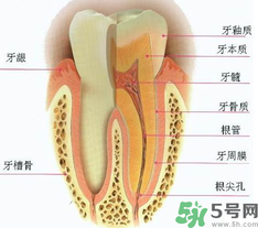 牙齒根管治療多少錢？根管治療一顆要多少錢？
