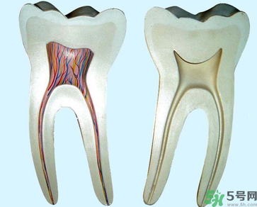 牙齒根管治療多少錢？根管治療一顆要多少錢？