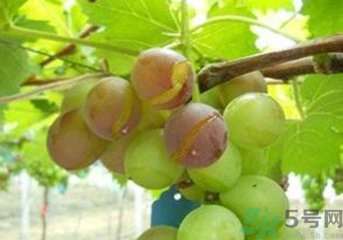 葡萄是幾月份的水果？葡萄什么時(shí)候上市？