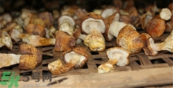 干松茸怎么泡發(fā)?干松茸怎么吃? 干松茸怎么泡發(fā)?干松茸怎么吃?