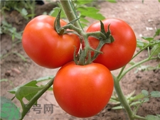 賽貝格vc粉多少錢(qián)?賽貝格vc粉價(jià)格