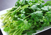 香菜怎么保存不會(huì)爛?香菜怎么保存能放長久?