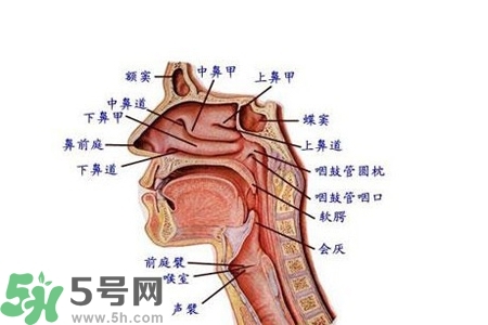 慢性咽炎的發(fā)病因素？慢性咽炎的并發(fā)癥有哪些？