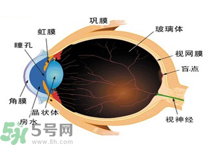 近視眼的護理措施？近視眼的飲食護理？
