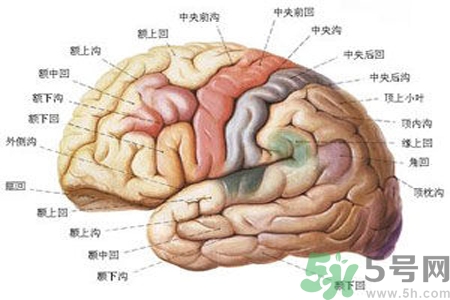 腦出血的治療方法是什么？腦出血可以用哪些藥物治療？