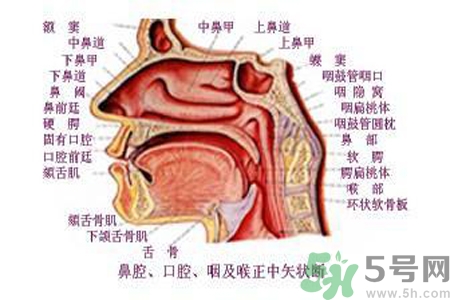 鼻咽癌的日常措施是什么？鼻咽癌注意的飲食有哪些？