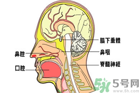 鼻咽癌的治療方法是什么？鼻咽癌可以用什么藥物治療？