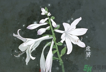 處暑吃什么？處暑食療
