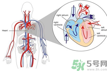 如何預(yù)防心臟??？心臟病的禁忌癥有哪些？