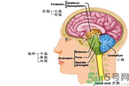 帕金森的易發(fā)人群有哪些？如何預(yù)防帕金森？