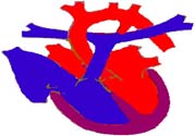 心臟病的癥狀是什么？心臟病的種類有哪些？