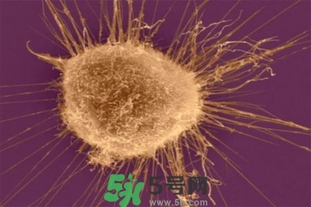 不宜過多食用辣椒的人群有哪些？夏天吃辣椒的好處有哪些？