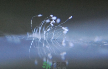 優(yōu)曇花是什么花？?jī)?yōu)曇花現(xiàn)實(shí)中有嗎？