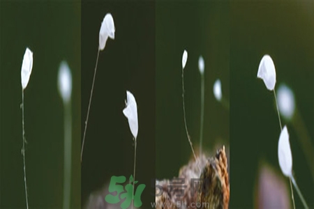 優(yōu)曇花是什么花？?jī)?yōu)曇花現(xiàn)實(shí)中有嗎？