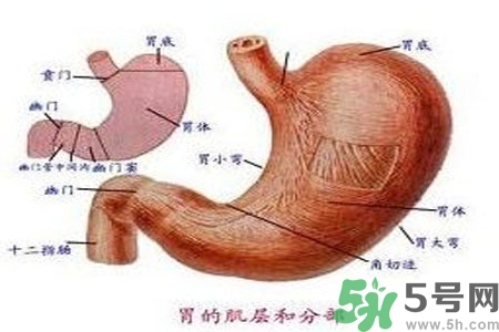 哪些食物幫你在酒后保養(yǎng)胃部？養(yǎng)胃護胃的誤區(qū)是什么？