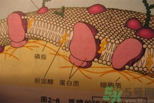 高膽固醇會影響胖瘦嗎？高膽固醇和胖瘦有關(guān)系嗎？