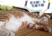 秋乏是什么原因？秋乏怎么辦？