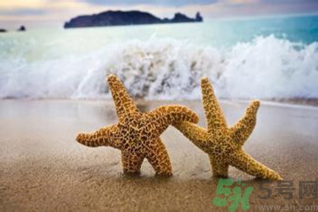 海星可以離開水嗎？海星離開水還可以活多久？