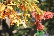 秋老虎如何謹(jǐn)防皮膚病？秋老虎如何預(yù)防皮膚??？