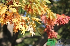 秋天換季病有哪些？秋天該如何保健養(yǎng)生呢？