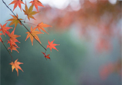 如何應(yīng)對秋老虎？秋老虎如何養(yǎng)生？