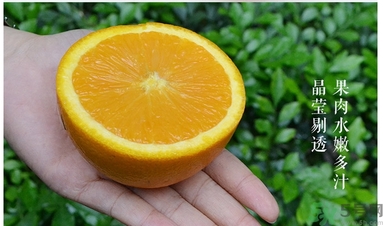 新奇士橙什么人不能吃？新奇士橙的禁忌