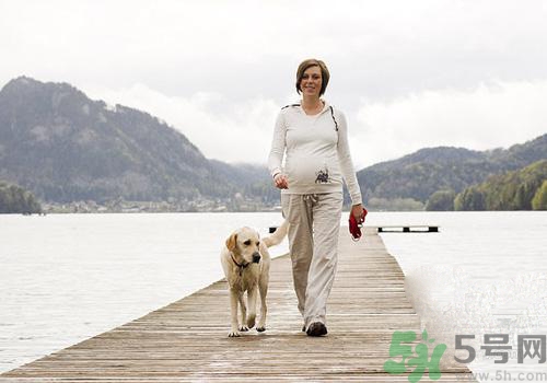 孕婦可以和狗狗在一起嗎？孕婦和狗狗接觸好不好？