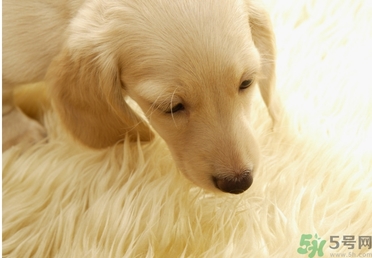 孕婦可以和狗狗在一起嗎？孕婦和狗狗接觸好不好？