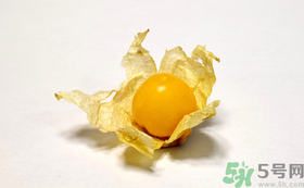 姑娘果的營養(yǎng)價值有哪些？姑娘果的功效與作用