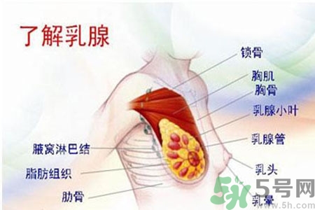 乳頭為什么會疼痛？乳頭疼痛怎么辦？