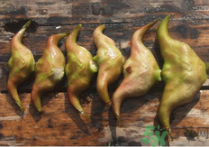 菱角懷孕可以吃嗎？孕婦能吃菱角嗎？