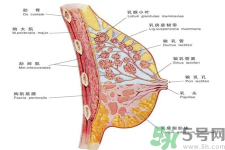 乳頭為什么會癢？乳頭癢怎么辦？