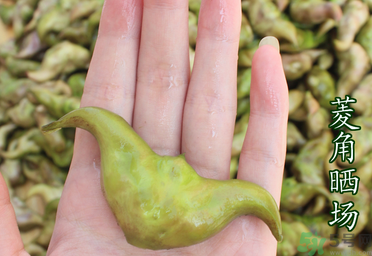 菱角懷孕可以吃嗎？孕婦能吃菱角嗎？