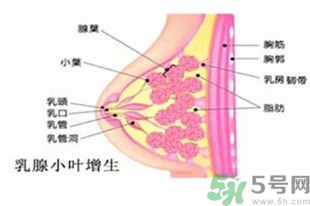 乳房脹痛的原因？乳房脹痛怎么辦？