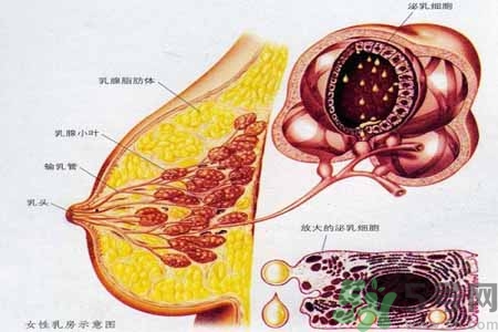 乳房脹痛的原因？乳房脹痛怎么辦？