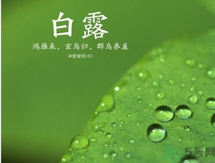白露是什么意思？白露是幾月幾日