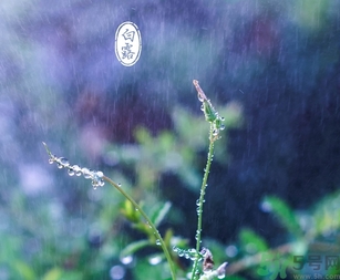 白露茶是什么茶？白露為什么要喝白露茶？