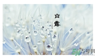 白露茶是什么茶？白露為什么要喝白露茶？