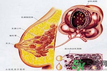 乳房上有硬塊怎么辦？乳房有硬塊的病因是什么？