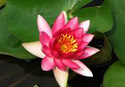 處暑如何養(yǎng)生？處暑養(yǎng)生要注意什么？