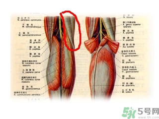 韌帶斷裂吃什么好得快？前十字韌帶斷裂吃什么補品？